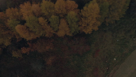 Fliegen-Sie-über-Kronenbäume,-Schöne-Herbstfarbe