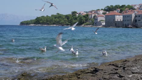 Sea-gulls-flap-their-wings-landing-on-the-surface-of-the-sea-along-a-rocky-shore