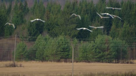 Swans-fly-away-to-warm-lands