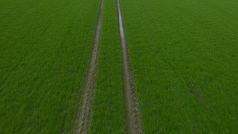 Close-up-green-fields-on-which-there-are-tread-marks,-water-stands-in-the-furrows-of-the-wheel-marks