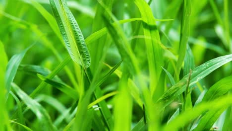 Pan-shot-of-close-up-of-blur-tropical-green-grass-with-sun-light
