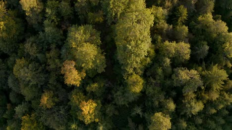 Bäume-Schützen-Unsere-Umwelt-Und-Unsere-Natürlichen-Ressourcen,-Aber-Es-Kann-Auch-Ein-Perfektes-Bild-Für-Eine-Touristische-Luftaufnahme-Sein