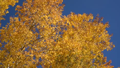 Herbstblätter-Der-Silberbirke-Kontrastieren-Gegen-Den-Klaren-Blauen-Himmel