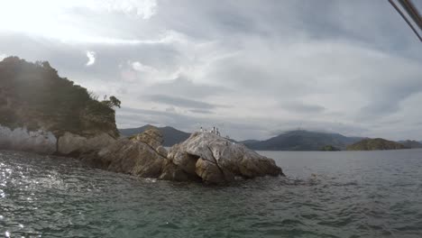 A-colony-of-King-Shags-sitting-on-a-rock-in-the-Marlborough-Sounds-of-New-Zealand