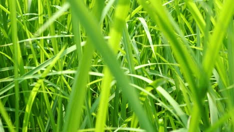 Pan-shot-of-close-up-of-blur-tropical-green-grass-with-sun-light