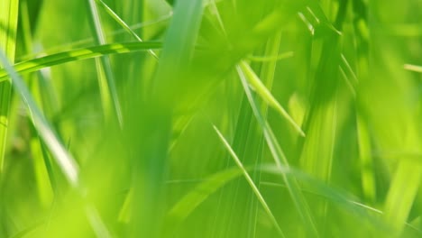 Close-up-of-blur-tropical-green-grass-with-sun-light