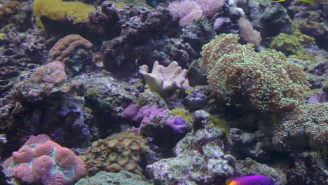Close-up-of-bunch-of-sea-creatures-corals-fishes-and-sea-plants-in-a-tropical-sea-world-aquarium