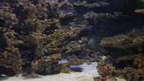 Wide-short-of-colourful-tropical-sea-world-and-bottom-sand-aquarium-with-ornamental-fishes-clown-fish-sharks-sea-plants-and-corals