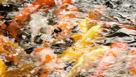 Close-up-of-koi-fishes-swimming-in-a-water-garden