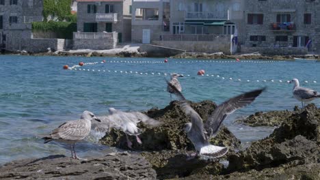 Sea-gulls-on-a-rock-on-the-Adriatic-coast