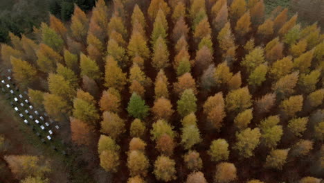Colorful-trees-pattern,-a-large-collection-of-hives-standing-close-to-the-forest,-top-to-down-aerial-footage