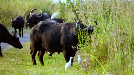 Close-up-shot-of-a-herd-of-buffalo-eating-the-tall-grass-with-Cattle-Egret-besides