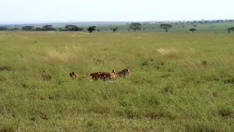 Static-shot-of-a-herd-of-lions-eating-away-at-a-carcass-previously-caught