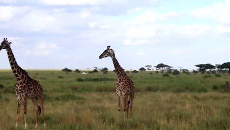 Panning-shot-of-a-tower-of-giraffes-standing-with-a-4x4-safari-car-driving-behind