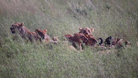 Pride-of-lioness-feasting-of-a-wildebeest-after-a-successful-hunt,-killed-prey-on-the-savannah