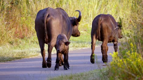 Buffalo-mother-with-her-calf-on-road-in-park