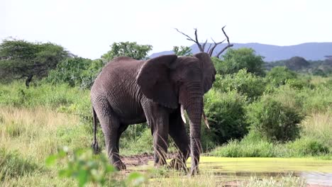 Vista-Estática-De-Un-Elefante-Africano-Bebiendo-Agua-En-Un-Estanque-En-Un-Paisaje-De-Sabana-Verde