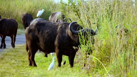African-Buffalo,-and-white-Cattle-Egrets-co-habitat-in-South-Africa