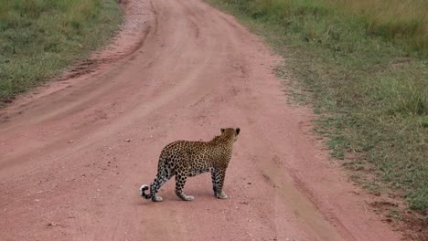Leopardo-Hembra-Salvaje-Y-Cachorro-Cruzando-Un-Camino-Sucio-En-La-Sabana-Africana