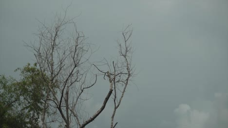 árboles-Deshojados,-Tristes-Y-Malhumorados-En-El-Viento-En-Un-Día-Nublado