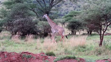 Slowmotion-shot-of-a-giraffe-walking-through-the-wilderness-alone