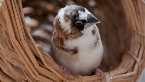 Male-Society-Finch-Bird-Peeking-Out-From-Wooden-Basket-Nest