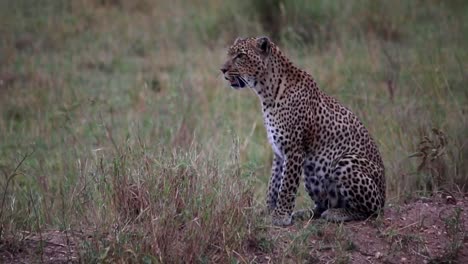 Nahaufnahme-Eines-Leoparden,-Der-Mit-Seinem-Würfel-Dahinter-Einen-Hügel-Hinaufklettert