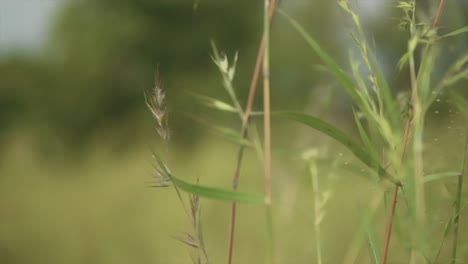 Dreamy-close-up-tracking-shot-of-lush-tall-bush