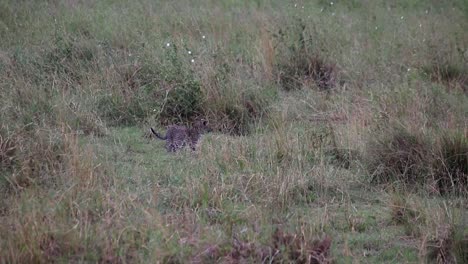 Cachorro-De-Leopardo-Perdido-Entre-La-Vegetación-En-Busca-De-Su-Madre,-Serengeti