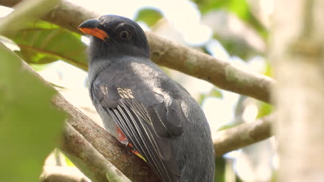 Slaty-tailed-trogon-bird-perched-on-a-tree-branch