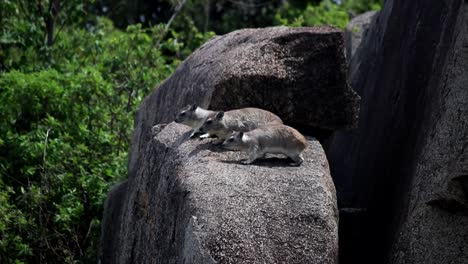 Rock-Hyrax-family-sunbathing-on-a-big-grey-rock,-staying-alert-green-bush-background