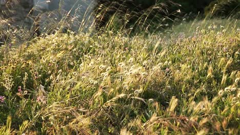 Zeitlupenschwenk-Von-Langem-Gras,-Das-Sich-Im-Leichten-Wind-Wiegt