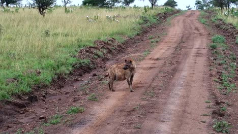 Vista-Estática-De-Una-Hiena-Salvaje-En-Posición-De-Alerta-En-Un-Camino-De-Arena-En-El-Parque-Nacional-Africano-De-Serengeti,-Tanzania