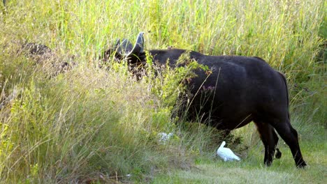 A-number-of-Buffalo-eats-in-the-grass