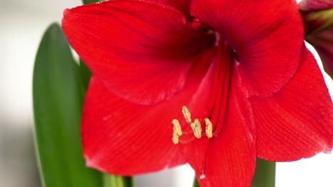 Large-red-Amaryllis-flower-with-long-stamens,-macro-shot