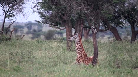 Junge-Giraffe,-Die-Im-Gras-Unter-Einem-Akazienbaum-Auf-Der-Savanne-Von-Afrika-Ruht