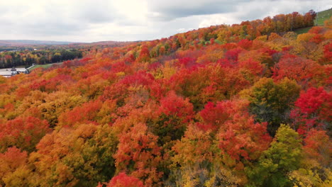 Flying-over-Killbear-golden-autumn-woodland-provincial-park-trees-aerial-view,-Ontario-Canada