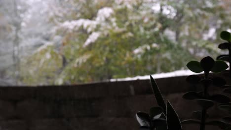 First-snowfall-of-the-year-lightly-falling-over-pine-trees-as-seen-from-a-basement-window-with-succulent-in-view,-green-accents