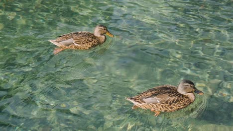 Two-amazing-mallard-ducks-swims-in-lake-with-green-water-under-sunlight-landscape