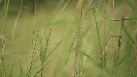 Blurry-tall-grass-in-rural-setting