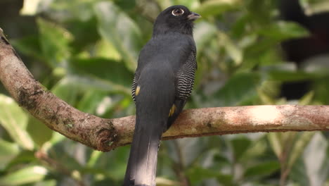 White-tailed-Trogon-Perched-On-Tree-Branch-In-The-Forest