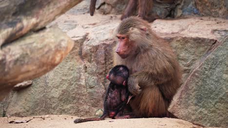 Monkey-feeding-her-baby-on-the-rocks-while-looking-around