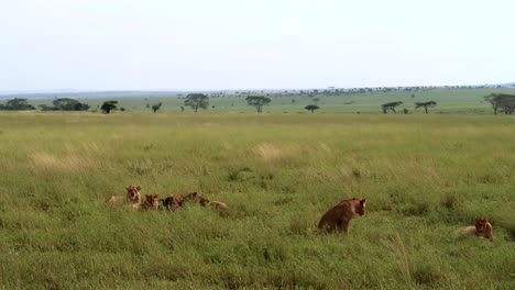 Hand-held-shot-of-more-lions-joining-in-on-the-feed-on-the-dead-carcass
