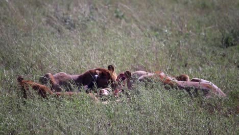 Close-up-gimbal-shot-of-lionesses-eating-wildebeest-carcass-in-wild