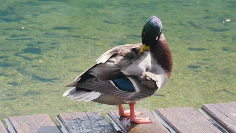 Amazing-mallard-duck-smoothing-feathers-near-by-the-lake