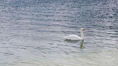 Beautiful-swan-swims-in-lake-under-sunlight-landscape
