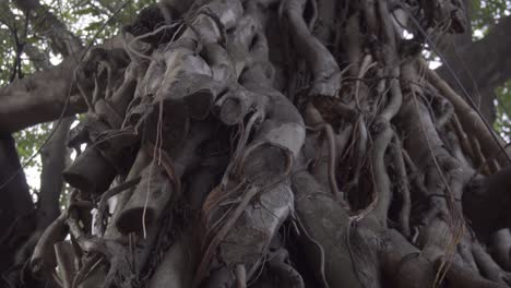Slow-motion-of-old-tree-bark-hanging-around-the-trunk-of-the-tree