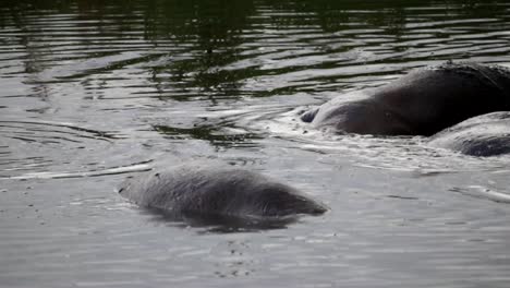 Grupo-De-Hipopótamos-Buceando,-Jugando-Y-Vertiendo-Agua-Sobre-Ellos-Mismos-En-Un-Estanque-Fangoso-De-áfrica