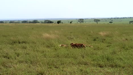 Static-shot-of-hungry-lions-eating-a-carcass-in-the-long-grass-of-the-national-park