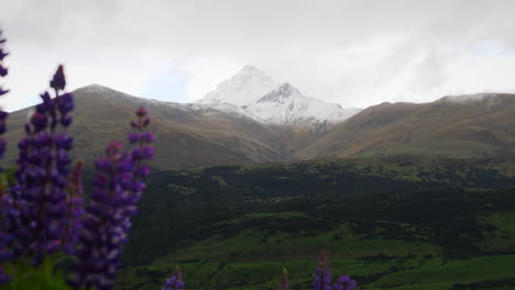 Blume-Im-Vordergrund,-Berggipfel-Im-Hintergrund